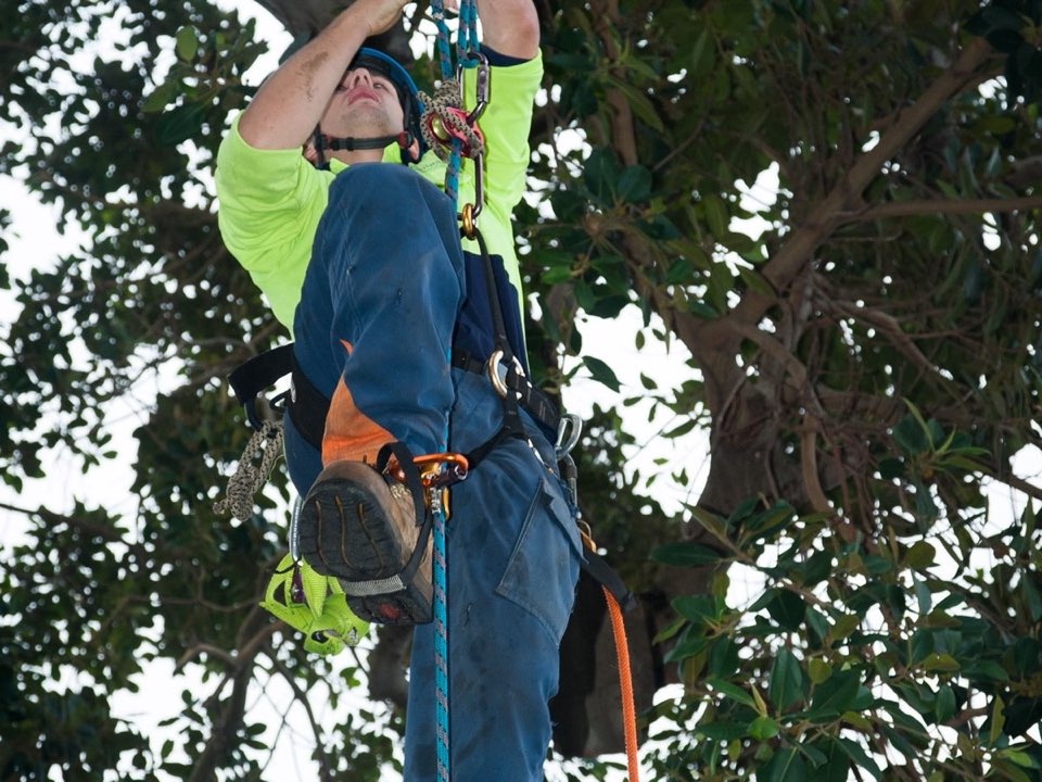 Qualified arborist working in a mature tree during a property survey in Cambridgeshire