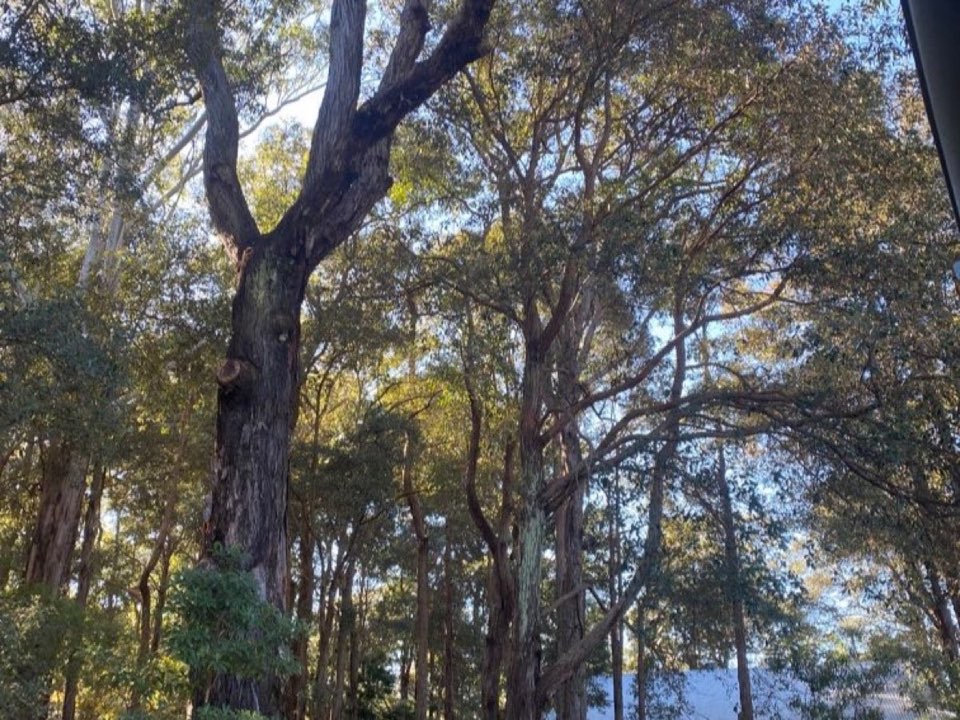 Mature trees in Cambridgeshire parkland with a property visible in the background